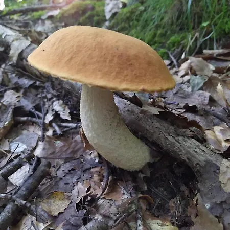 Mas Lo Faix Bed & Breakfast Saint-Laurent-de-Cerdans